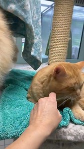 5.8K views · 178 reactions | Sehr harmonisch in der Stube. Gretchen unser Lanhaarmodell hat Interessenten. Limo ist ein kleiner Schmuser und hat sich mit dem schwarzen Stups angefreundet. Die Beiden suchen nun gemeinsam ein neues Zuhause! Nähere Infos zu Limo und Stups gibts bei den Tierpflegern, 0234_295950 | Tierschutzverein Bochum, Hattingen und Umgebung e.V. | Facebook