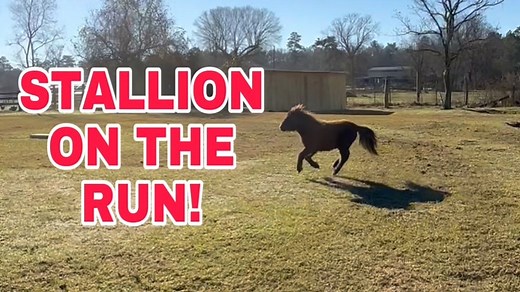 Buffy comes over | Shirtless Jake's Homestead