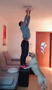 🔥Seu dog está APRONTANDO muito❓ Faz xixi e cocô por toda a casa, fica mordendo você, late demais, não para de pular nas pessoas, ignora você quando é chamado ou fica puxando você para onde bem entende na hora de sair pra passear?! 🐶Aprenda a adestrar seu cão sem sair de 🏠 🔻⤵APRENDA AGORA⤵🔻 http://bit.ly/Aprenda-Adestrar-Agora | Pêlo Feliz