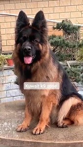 6K views · 380 reactions | You can't see a female like this forever ☝️朗殺 | Kuwait K9 Zone | Facebook