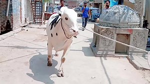 3.4K views · 283 reactions | MASHA'ALLAH BEAUTY FOR 2021 ❤❤ | Bakra Eid In pakistan | Facebook