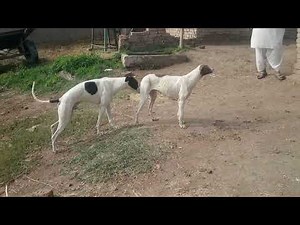 animalvideos