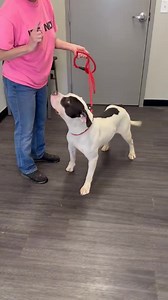 1.5K views · 216 reactions | UPDATE: ADOPTED!  ⚠️ AMERICAN BULLDOG...