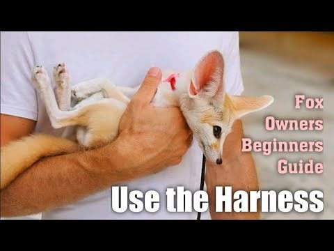Fox Owners Beginners Guide: Use the Harness