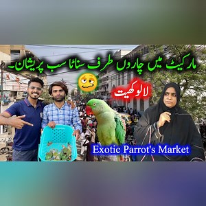 19K views · 221 reactions | Exotic Parrots and Birds Market 2024 Latest Update in Urdu Hindi | Grey Parrot Indian Ringneck Parros Chicks Sun Conure Parrot Hand Tame Parrot Talking Parrot Parrot New Video Alexander Parrot all types of exotic parrots and birds you can find here in Lalukhet Sunday birds market Karachi Pakistan. #exoticbirdmarket #karachibirdsmarket #sundaybirdsmarket #apnabirdscenter #owaiskhan #birds #parrot #fyp #viral #foryou | Apna Birds Center | Facebook