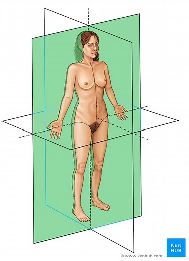 Anatomía y terminología básica