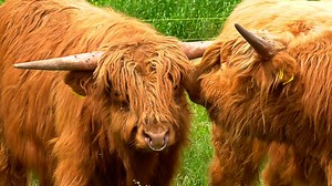 Yak, Bull, Horns, Pasture