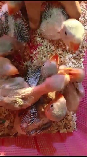 MashaAllah Healthy & active Raw parrot/Pahari pin feather chicks available for detail Call, SmS or whatsaap Wa.me/923332279021 cargo facility Nation wide | Bird Zone Karachi