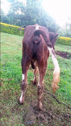 Calf pooping #pooping #animals #cow #poop #farming #pooptroop #matingseason #bull