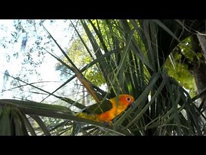 wild sun conure