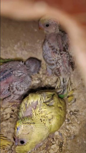 budgies breeding progress #birds #budgies #budgielove #breedingpair #birdbreeding #budgiesbreeding