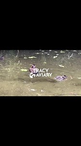 Check out our Ruddy Duck chicks! You can say hello to them in our Kennecott Wetlands Experience! | Tracy Aviary