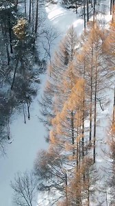 How thrilling! Visitors eagerly form a line to experience the excitement of snow tubing through a forest in Fushun, Liaoning Province. Join in the excitement and enjoy the adventure! #TrendinginChina #WinterFun | Xi's Moments