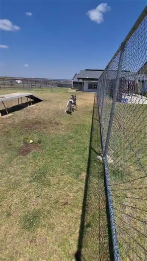 🥳🐶 PLAY DATES 🐶🥳 Adoption doggies Bruno and Sasha having the time of their lives today during an offleash play date! As you can clearly see they're both social with other dogs and would love to be adopted into a home with another doggo 😍 Do you have room in your life to adopt? ⬇️ Bruno: https://www.rspcaqld.org.au/adopt/search/animaldetails?AnimalId=924687 Sasha: https://www.rspcaqld.org.au/adopt/search/animaldetails?AnimalId=928828 | RSPCA Toowoomba