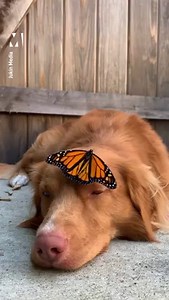 The soothing content we need today 😍 | Metro