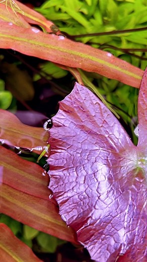 5.2K views · 47 reactions | Dos de nuestras plantas favoritas juntas Tiger Lotus y Spiralis red 覆 #pezverde #natureaquarium #aquascaping | pezverde.es | Facebook