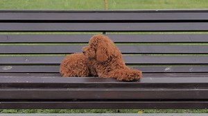 Le caniche est de couleur brun : vidéo de stock (100 % libre de droit) 3535543835 | Shutterstock