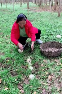 Common ostrich Feeding Technique | 323Oruro