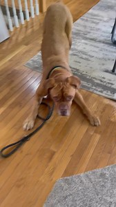 Dogue de Bordeaux Rescue, Inc. on Reels