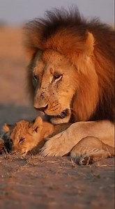 Male Lion Hits Cub and Instantly Regrets It! Watch the surprising moment #wildlife #lionking #nature