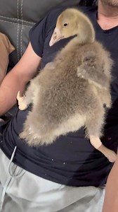 1M views · 38K reactions | Tubbi came in for cuddles #tubbigoose #sebastopolgeese謹 | MrGeese | Facebook