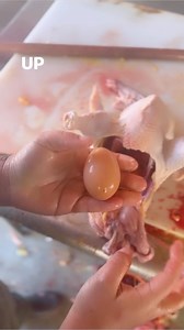 14K views · 131 reactions | The reproductive cycle of chickens is so...