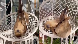 Lounging Sloth Lazily Luxuriates on a Hanging Chair