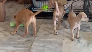 14 reactions | Cutest rescued pups, raised on Lactogen Recover since...