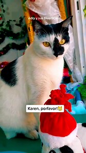 Quiero conocer a Michi Claus: VillanciCAT 🎶🎅 | Adry y sus DivertiCats