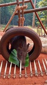 283K views · 1K reactions | A primitive forest trap crafted from natural materials and old tires captures a wild boar in a dense jungle. The setup reflects traditional rural hunting practices, blending survival skills with handmade engineering in the wild. #primitivetrap #survivaltechniques #wildlifevideo #forestskills #junglesurvival #bambooengineering #shorts | Sun Bora Survival | Facebook