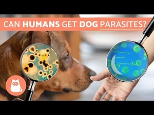 What Diseases Can Dog Ticks Transmit to Humans?
