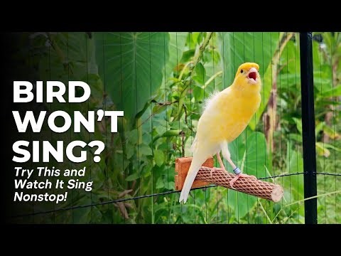 Bird Won’t Sing? Try This and Watch It Sing Nonstop!