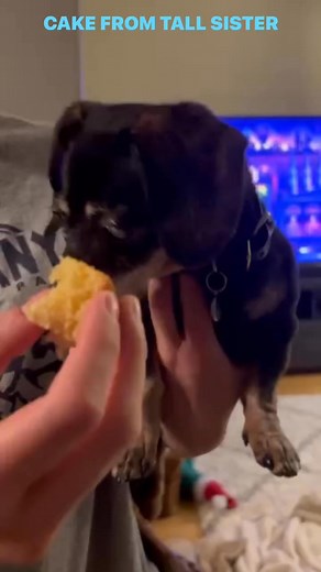 CAKE FROM TALL SISTER AND IS DELISH | Shrek the Dachshund