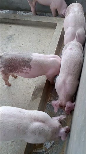 Những chú heo màu hồng!