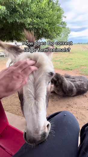 How Bo the Guardian Donkey Corrects Livestock Behavior