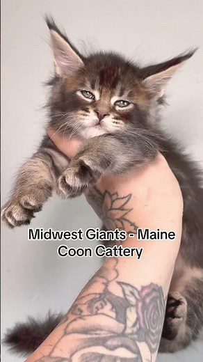 Maine Coon Kittens @ Midwest Giants Maine Coon Cattery in Nebraska 🐾 #mainecoonkittens #shorts