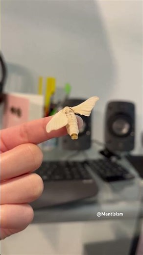 What is this silk moth doing!?