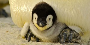 Shrinking Krill Population Threatens Antarctic Ecosystem | Earth And The Environment