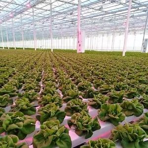 [Hot Item] Hot Sell Vertical Farming Nft System Hydroponics Plastic Pipe for Leafy Vegetables