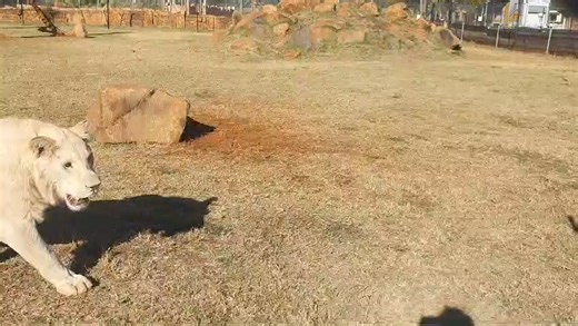 Rustenburg Herald on Reels