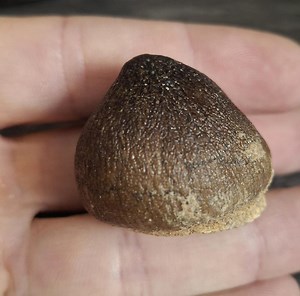 Mosasaurus Globidens Fossile Tooth - Etsy Canada