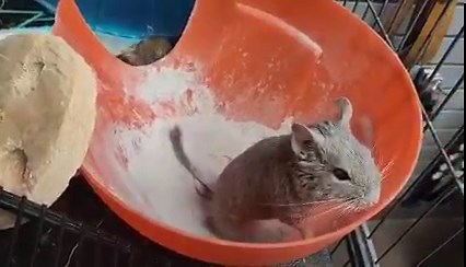 Look at these freshly powdered donuts!! Hehehe! Like chinchillas, degus need regular dust baths to keep their coats clean. Provide a shallow bowl of chinchilla dust a couple times a week. They will typically only need it for 20 minutes and then you can remove it. The dust absorbs oil and debris leaving them soft and squeaky clean! A large square sided jar works well to contain the dust cloud at home 🐭☁️🍩 Adoption fee is 60 dollars for the pair. Learn more and apply to adopt by clicking here: h