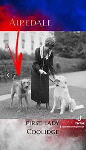 🎆 Happy 4th of July! 🇺🇸 with some White House dogs! #ADF #dogs #Beagle #WEIMARANER #newfie #lab #chocolatelab #americanfoxhound #scottie #spaniel | American Dog Fancier