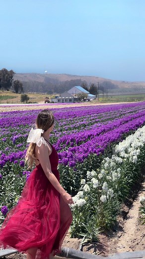 Have you heard of Lompoc Flower Fields? 🌸 These are grown by local commercial flower growers. It is allowed to walk around and photograph the fields but please don’t walk inside the flowers 🫶 🗺 For the current status and exact map check the flower tracker on https://explorelompoc.com/flower-fields/ (open this post in browser to copy the link). If you put the name in Google Maps, it will say “closed”, but the fields themselves are open. The pin is not exact because the flowers rotate. The link