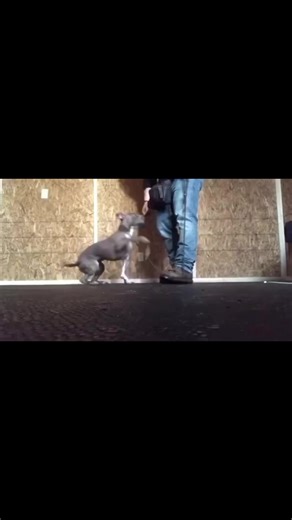 FAST IN - FAST OUTChanneling ignition into a target  behavior…The dog learns, the faster they get into behavior, the faster they get out and get paid indirectly. When we add duration later, speed is maintained and the capping spring is wound tight, ready for dynamic explosion into the next behavior!!#k9servicesunlimited #pitbull #speed #fast #fyp | K-9 Services Unlimited LLC | Facebook