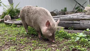 Maple Farm Sanctuary on Reels