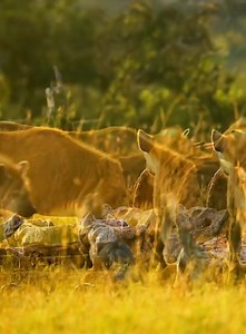 animalcreatives (455) #animalsofig #animalsmood #animalcrossing #animalliberation #animalphotos #reelsfb #reelsvideo #reelsviral #reelsfypシ | Waving from Mars