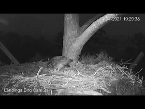 Male Great Horned Owl Delivers Prey to Mate on Osprey Nest (cam 2 view) – Oct. 4, 2021
