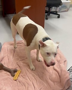 8.7K views · 640 reactions | Virginia Beach Animal Services on Reels | Facebook