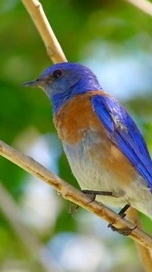 The Western Bluebird (Sialia mexicana) is a small, colorful songbird found in North America. Males have bright blue feathers with a rusty-orange chest, while females are more grayish-brown with hints of blue. Western Bluebirds prefer oak woodlands, meadows, and forest edges, often perching on tree branches or fence posts. #bird #birds #natgeoyourshot #bbcearth #birdsonplanet #instabird #birds_adored #wildlife #nature #dailybirdshow #birdscapture #best_birds_of_world #bird_extreme #birdsofindia #